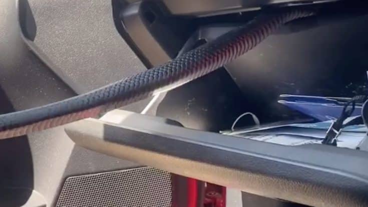 Woman Driving Finds Venomous Red-Bellied Black Snake In Her Glovebox | Country Music Videos