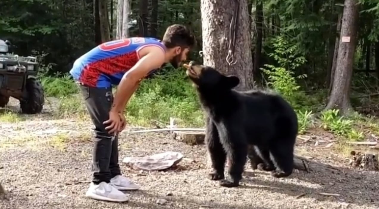 Man Feeds Wild Black Bear Cookies From His Mouth | Country Music Videos