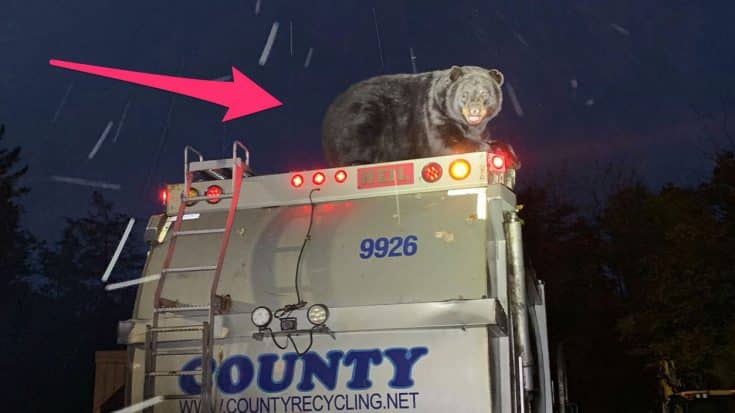 Bear Hitches Ride To Police Station On Top Of Garbage Truck | Country Music Videos