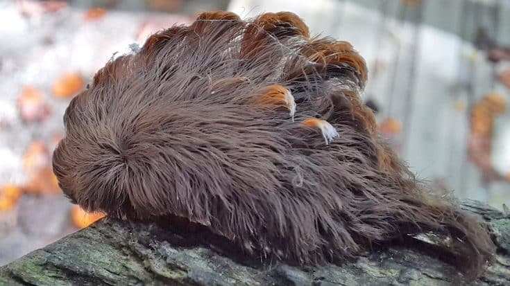 Poisonous, Vomit-Inducing Caterpillar Taking Over Virginia | Country Music Videos