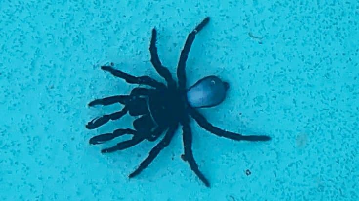 Woman Finds Twenty Venomous Spiders In Her Pool | Country Music Videos