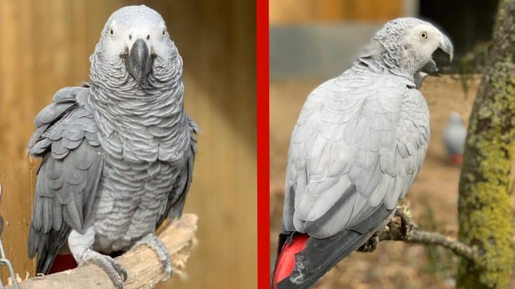 5 Parrots Removed From Public Display For Cursing At Visitors | Country Music Videos