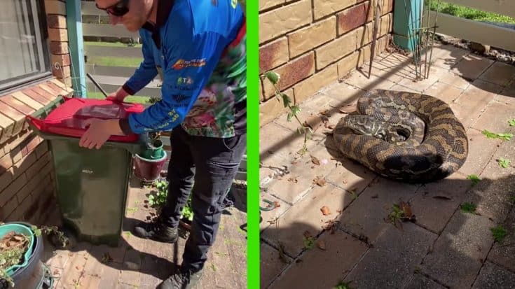 10-Foot Python Found Under Woman’s Trash Bin On Front Porch | Country Music Videos