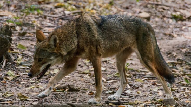 Woman 9 Months Pregnant Fights Off Coyotes To Save Her Dogs | Country Music Videos