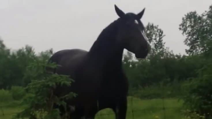 Girl Stops Car To Serenade Horse With Fleetwood Mac’s “Dreams” – And It Dances | Country Music Videos
