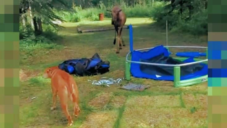 Woman Films Moose Charging Her Dog In Backyard | Country Music Videos