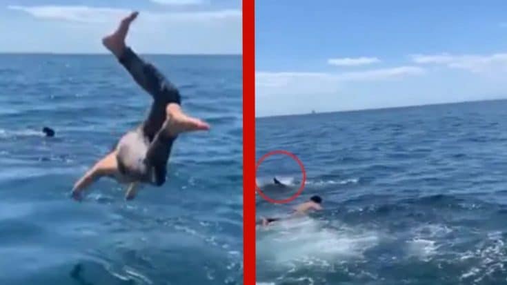 Man Dives Into Ocean To Touch “Harmless Shark” – Turns Out It’s A Great White | Country Music Videos