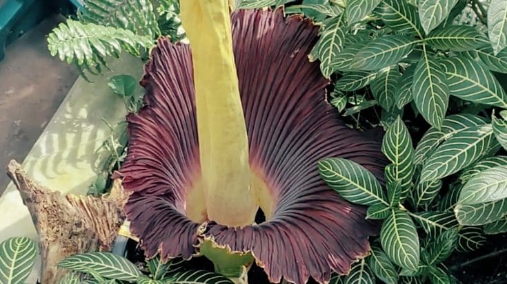 Corpse Flower Just Bloomed In Nashville Zoo | Country Music Videos