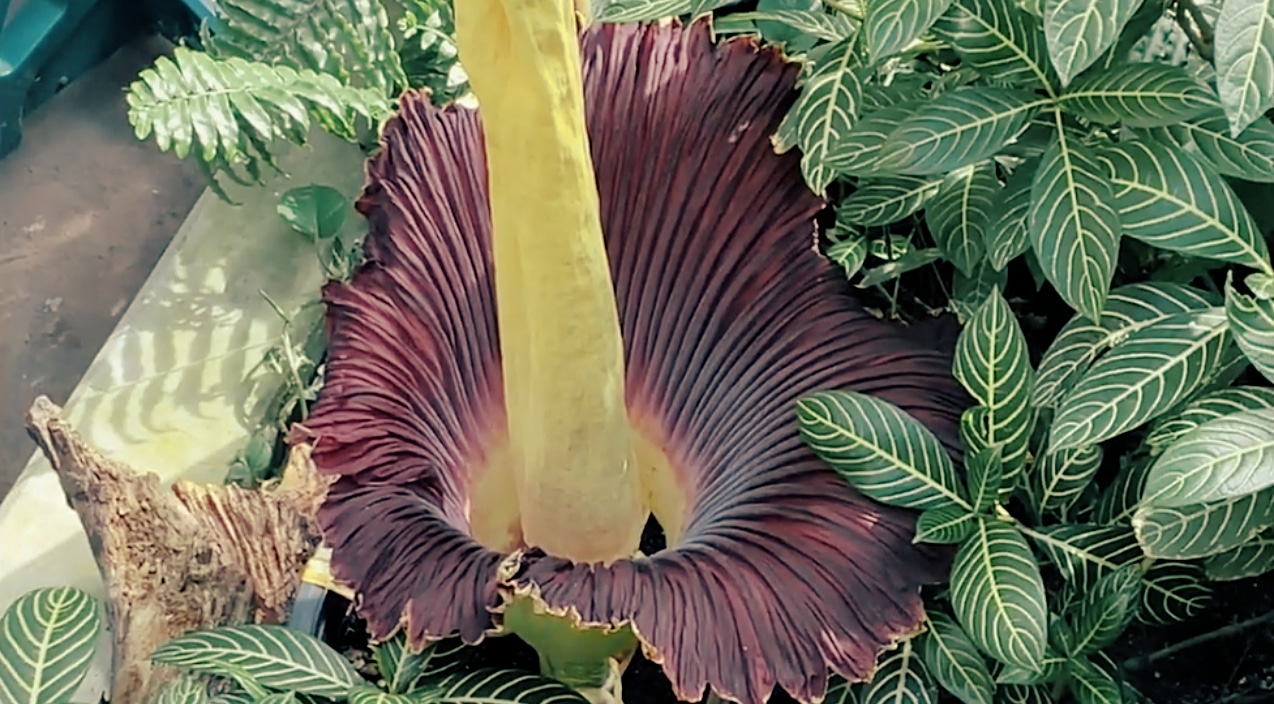 Corpse Flower Just Bloomed In Nashville Zoo | Country Music Videos
