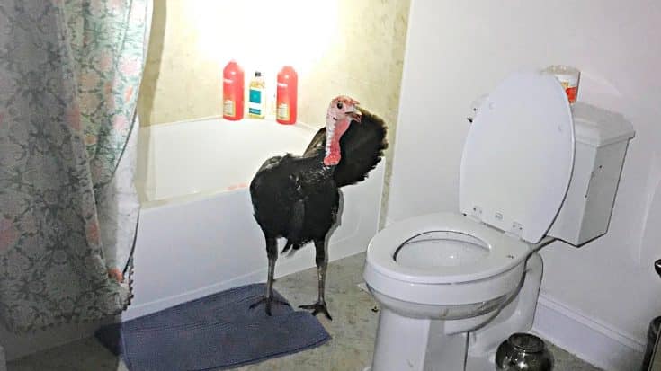Wild Turkey Breaks Into Home, Hides In Bathroom | Country Music Videos