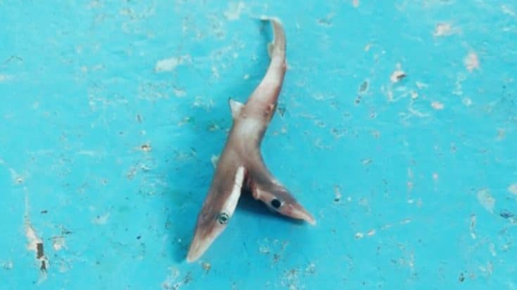 Two-Headed Shark Caught By Fisherman On Indian Coastline | Country Music Videos