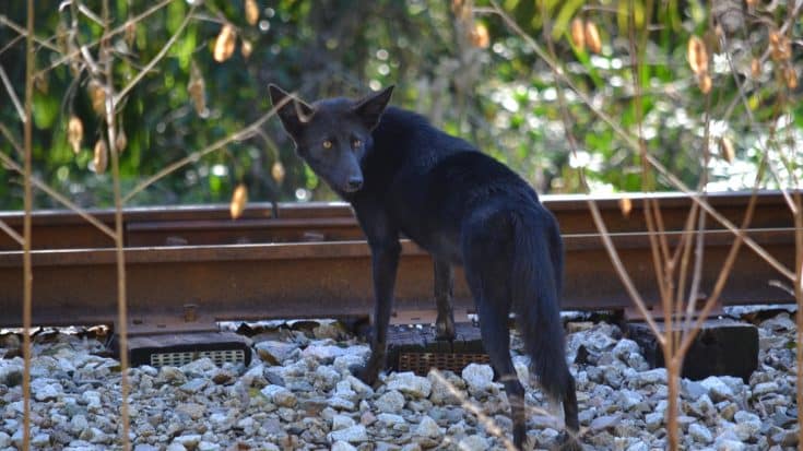 Black Coyote Spotted Running Around Florida Neighborhood | Country Music Videos