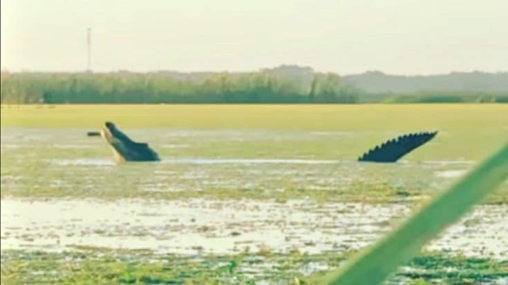 13-Foot-Long Alligator Steals Ducks From Hunters In Florida | Country Music Videos