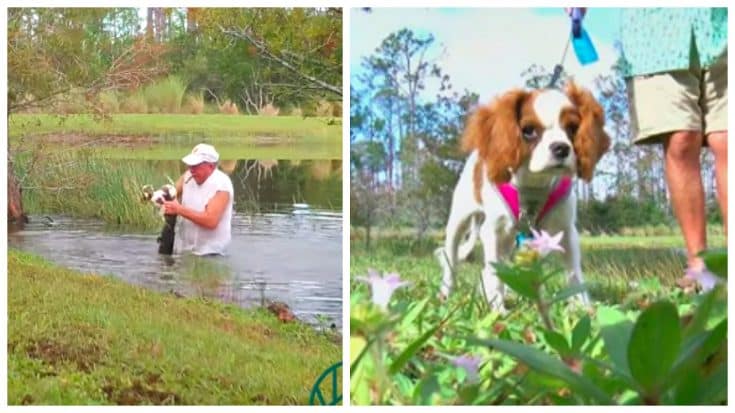 Man Jumps Into Pond To Rescue Puppy From Alligator | Country Music Videos