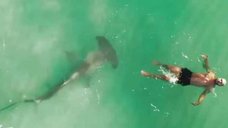 Drone Operator Finds 9ft Hammerhead Shark Lurking Under Swimmer | Country Music Videos