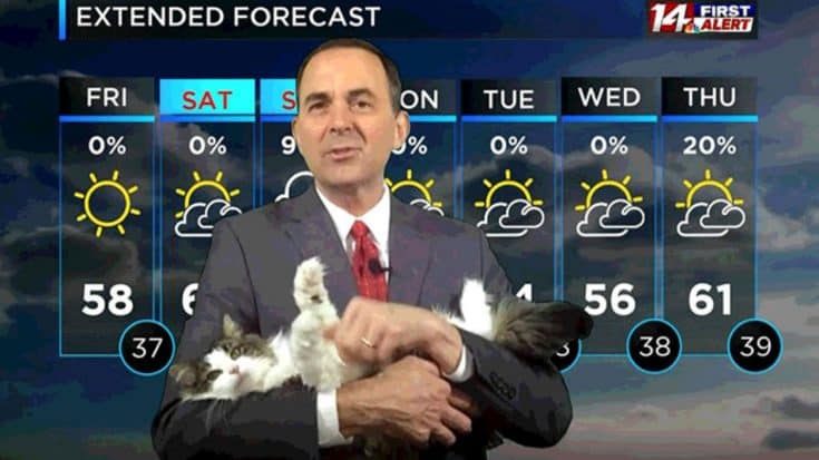 Meteorologist Gets Interrupted By Cat Mid-Report | Country Music Videos