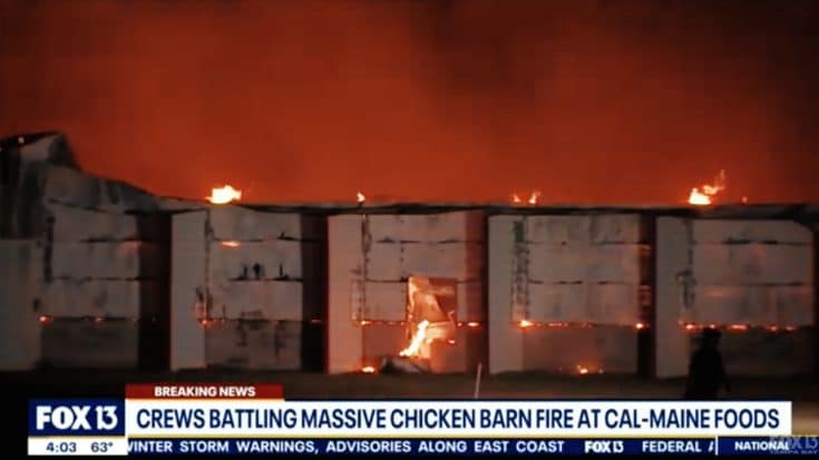 Fire Kills 240,000 Chickens – $1M In Damages | Country Music Videos