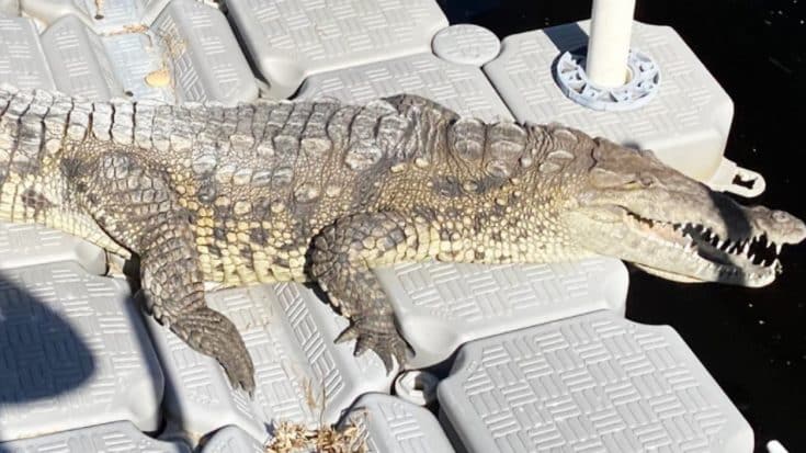 10-Foot, 70-Year-Old Crocodile Shows Up In Florida Woman’s Backyard | Country Music Videos