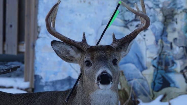 Deer With Arrow Stuck Through Its Head Helped By Locals | Country Music Videos