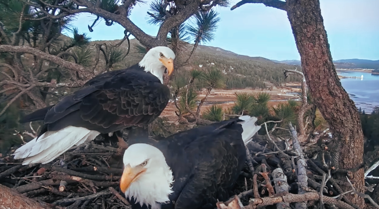 Bald Eagles Sneak A Kiss During Live Nest Cam | Country Music Videos