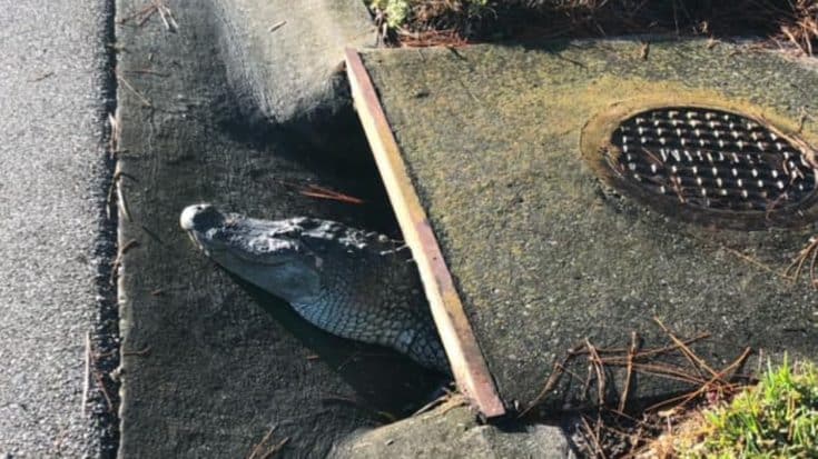 6-Foot Gator Gets Trapped In Storm Drain | Country Music Videos