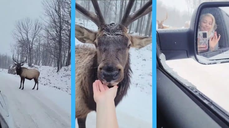 Canadian Singer Mira Solovianeko Stops Vehicle To Pet Elk | Country Music Videos
