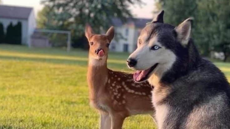 Friendly Deer Seized By DNR After Becoming Popular On Social Media | Country Music Videos