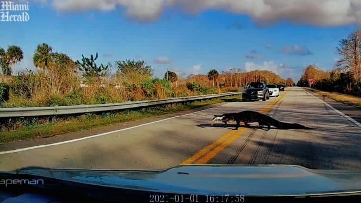 Gator Eating Road Kill Stops Traffic In Florida | Country Music Videos