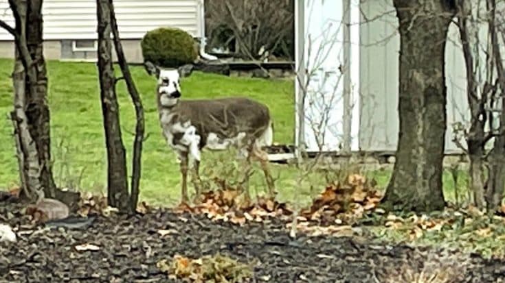 Piebald Deer Photographed In Yard In Fairport, New York | Country Music Videos