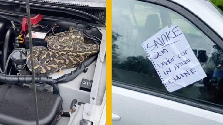 Resident Receives Warning About 6.5-Foot Snake In Car | Country Music Videos