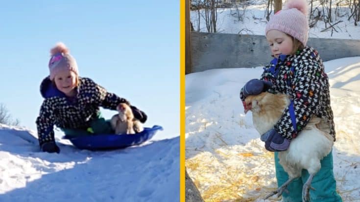 Chicken Wipes Out While Sledding | Country Music Videos