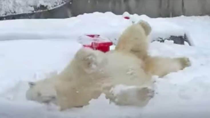 Polar Bear Nose Dives Into Snow & Plays Around | Country Music Videos