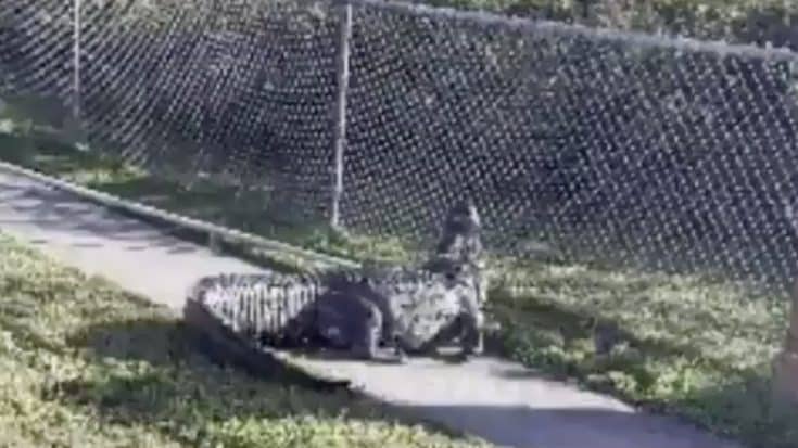 10ft Florida Gator Removed From Middle School Walking Path | Country Music Videos