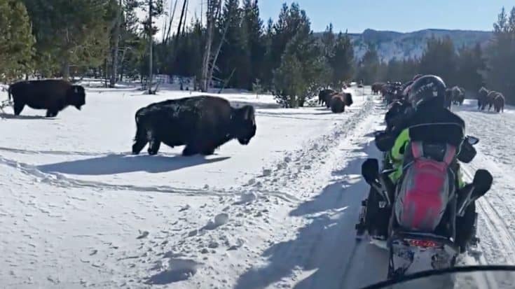 Tourists Encounter A Herd Of Bison On Wintery Yellowstone Tour | Country Music Videos