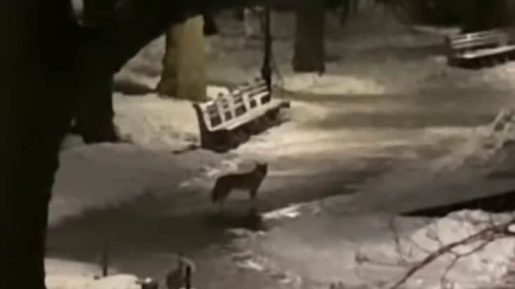 Footage: Lone Coyote That Has Called Central Park Home For 4 Years | Country Music Videos