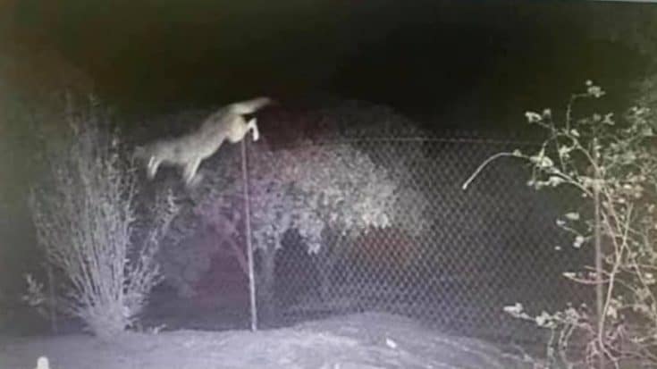 “Incredible Shot” Captured Of Coyote Jumping 6ft Fence | Country Music Videos
