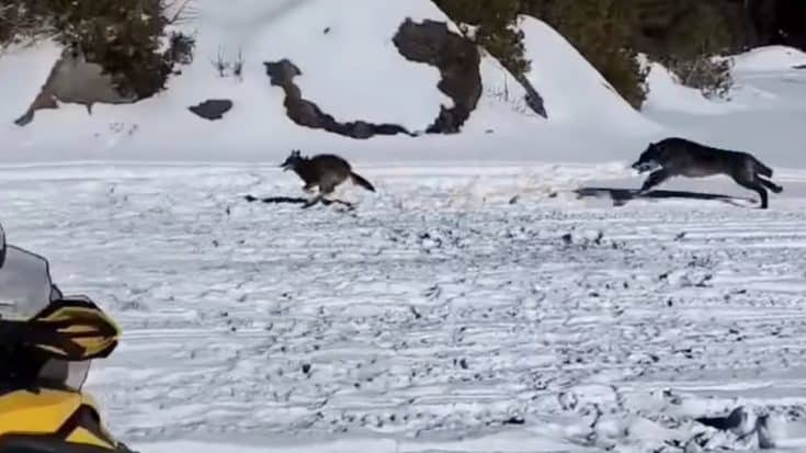 2 Wolves Chasing A Coyote Run By Fisherman | Country Music Videos