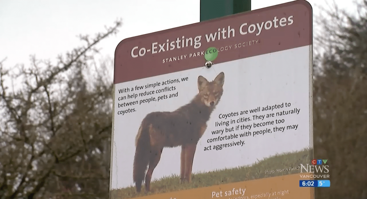 Coyote Attacks Actor’s Dog, Snaps At His Wife