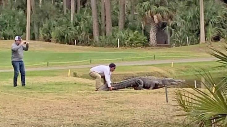 Officials Charge Man With Harassing Alligator At Golf Resort | Country Music Videos