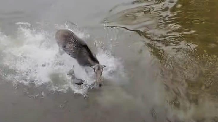 A Moose & Wolf Battle For Survival In Canadian Lake | Country Music Videos