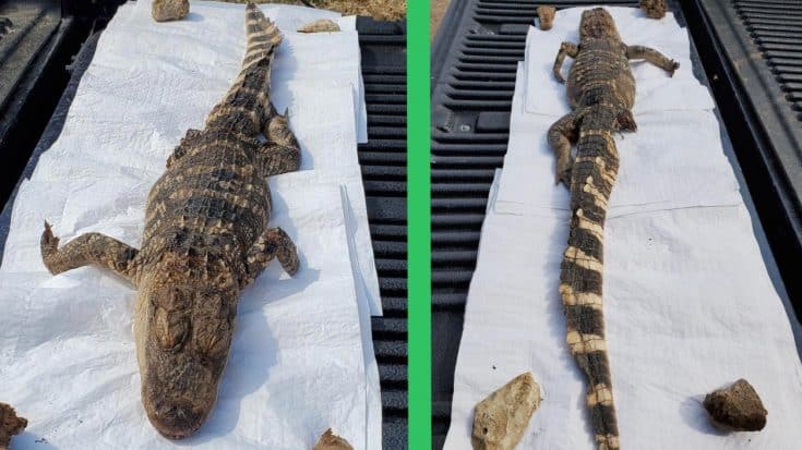 Dead Pet Alligator Found In Kansas River | Country Music Videos