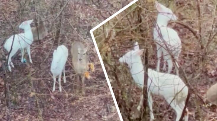 Two Albino Deer Gather In Man’s Backyard | Country Music Videos