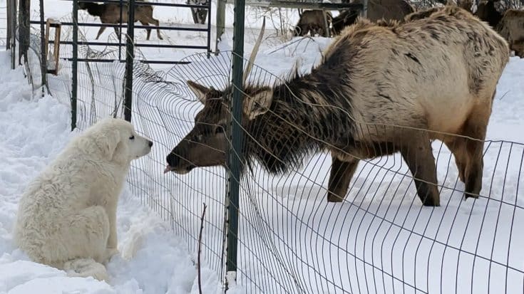 Elk Kisses Puppy Through Fence | Country Music Videos