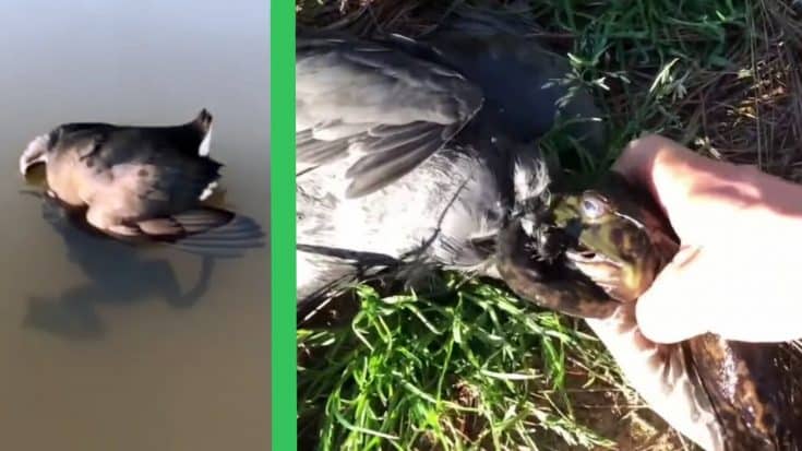 Frog Tries To Eat Bird 3 Times Its Size | Country Music Videos