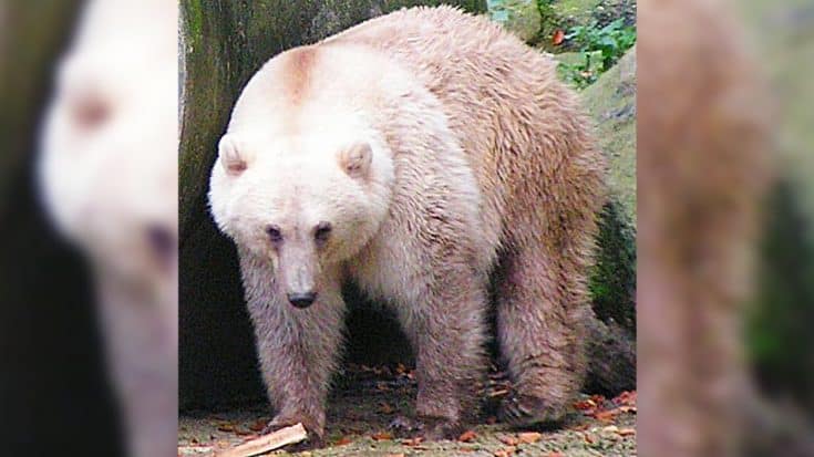 When A Grizzly And A Polar Bear Mate, A Pizzly Is Born | Country Music Videos