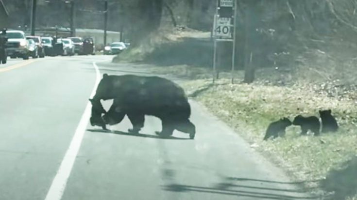 Mama Bear Struggles To Get 4 Cubs To Cross The Street | Country Music Videos