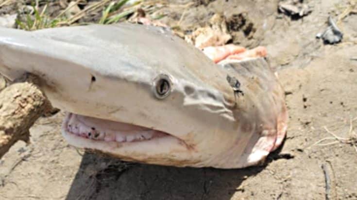 Ohio Woman Spots Shark Head Alongside Great Miami River | Country Music Videos