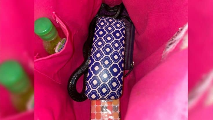 Woman Finds Highly Venomous Snake In Handbag | Country Music Videos
