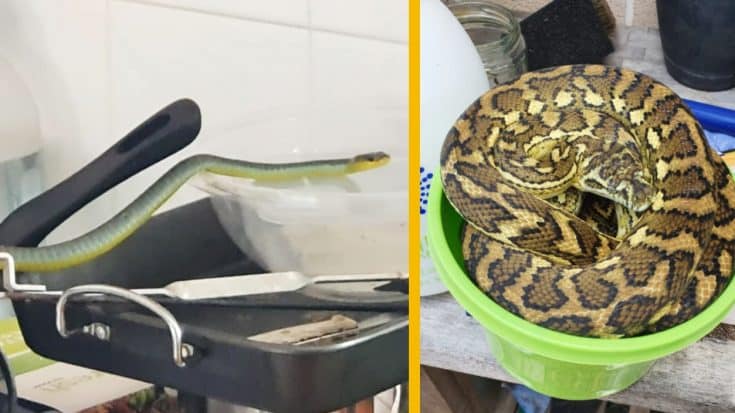 Snakes Slither Into Homes Following Storms & Flooding In Australia | Country Music Videos