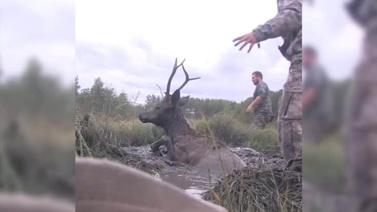 Hunters Rescue Bull Elk From Certain Death | Country Music Videos